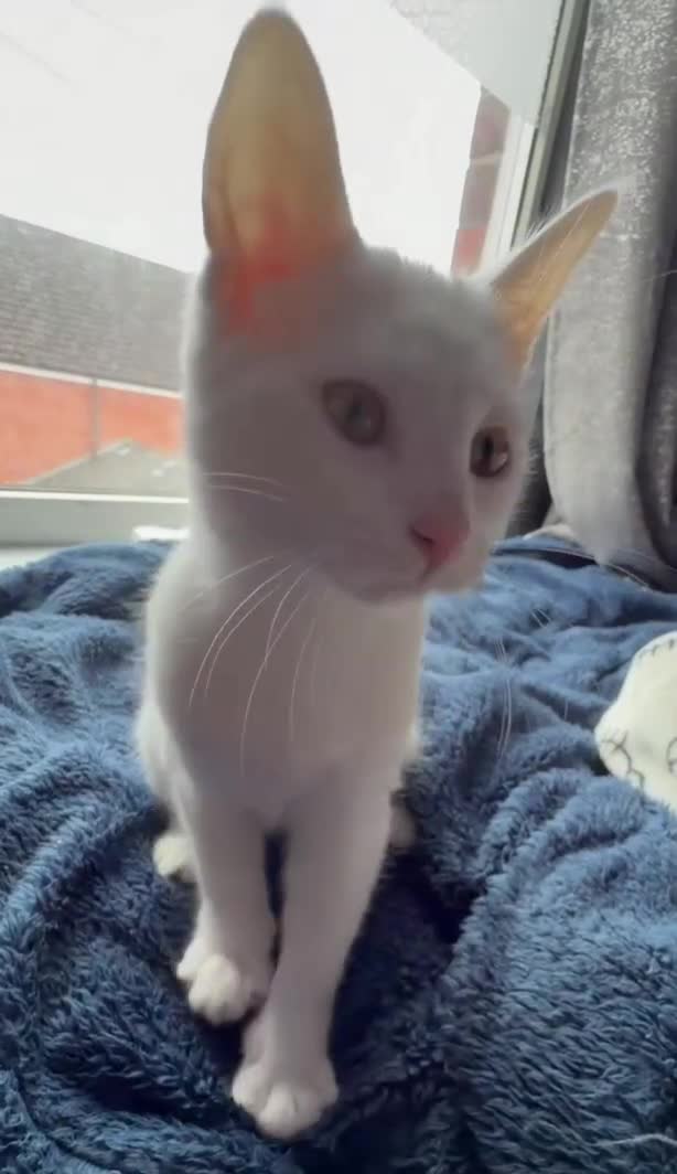 Ragdoll cats for sale: Female Ragdoll Kitten - Video 1