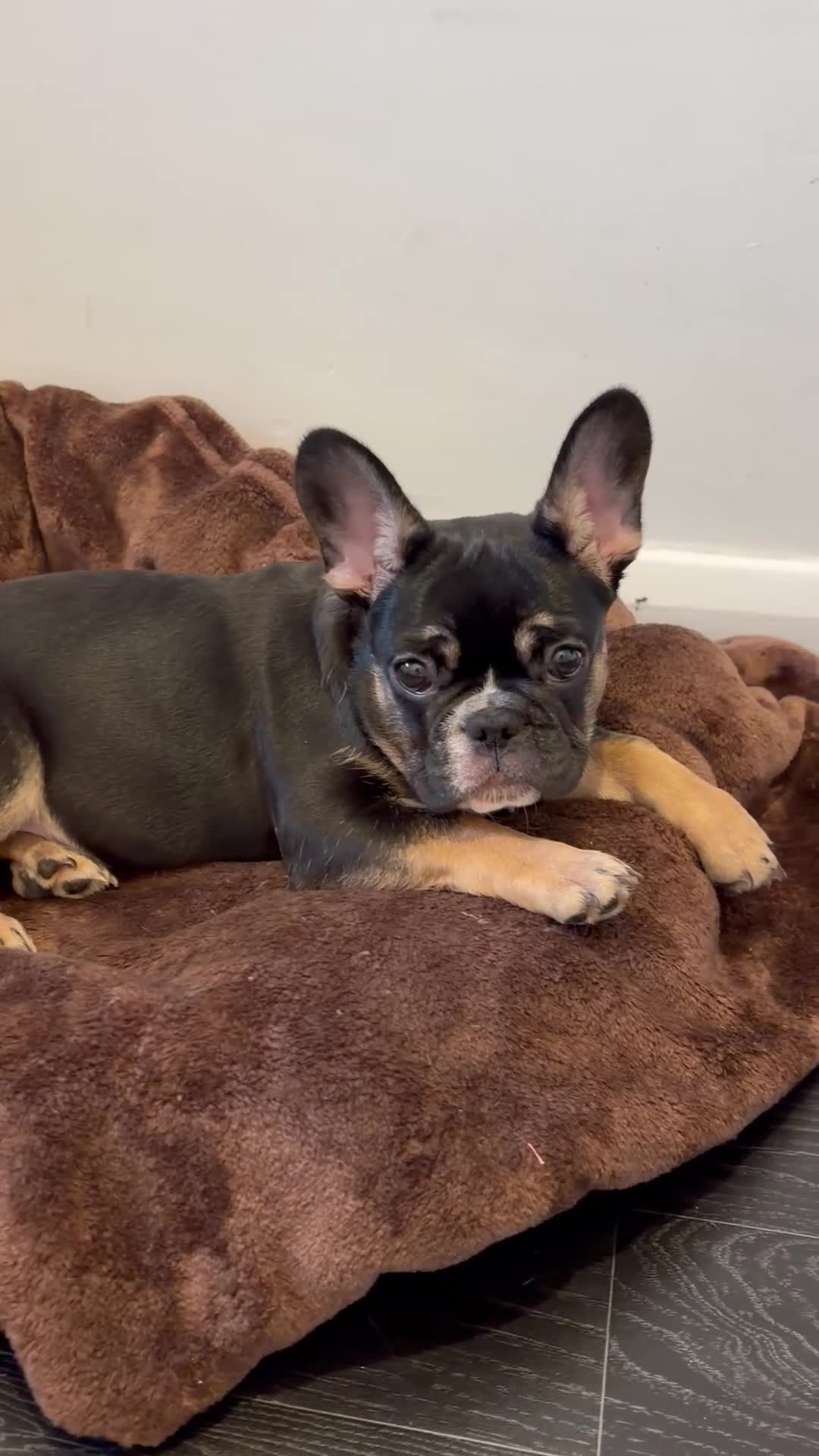 French Bulldog dogs for sale: French Bulldog KC Registered - 💕Female💕 - Video 2