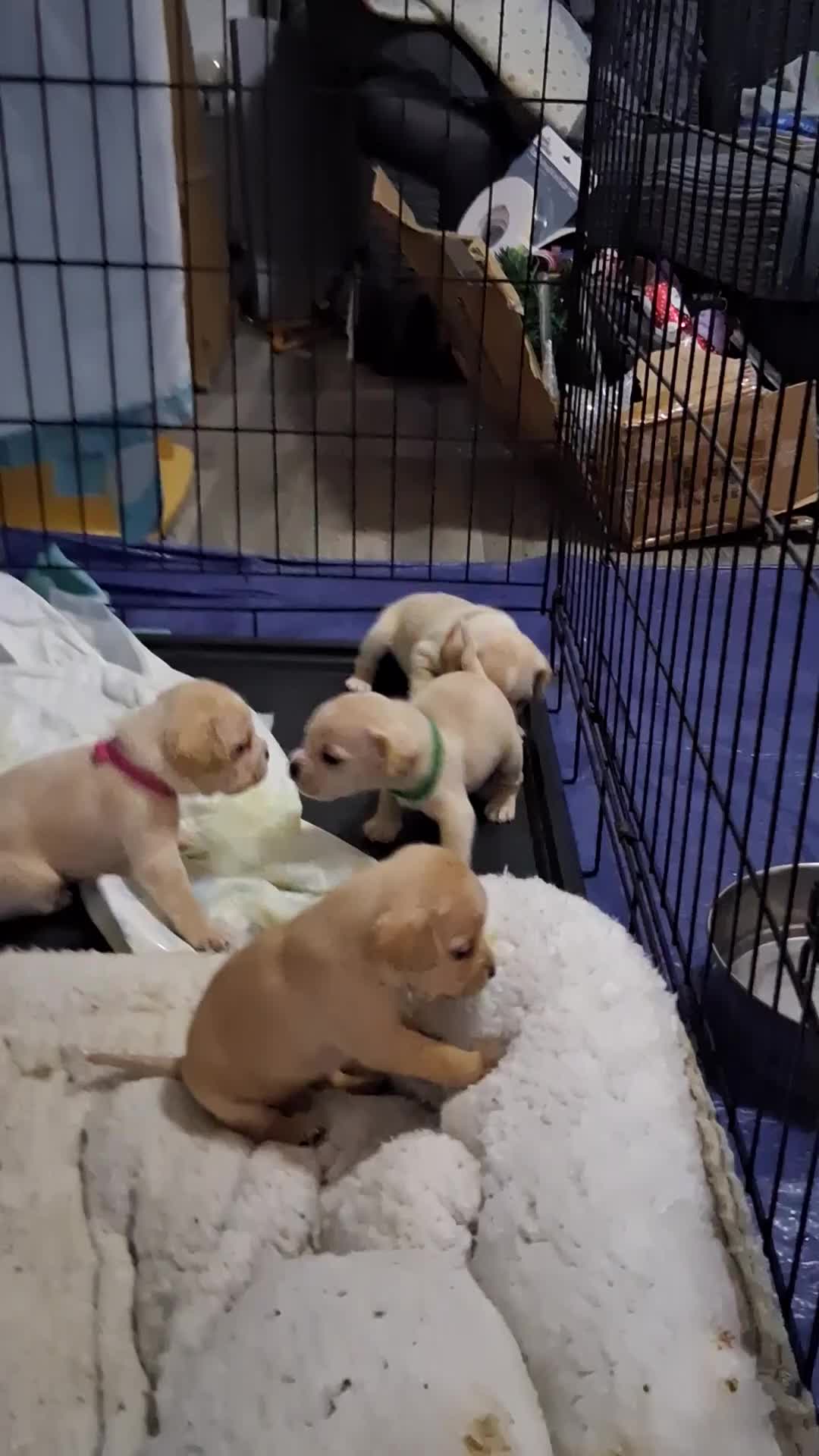 Mixed Breed dogs for sale: Fockers - Video 1