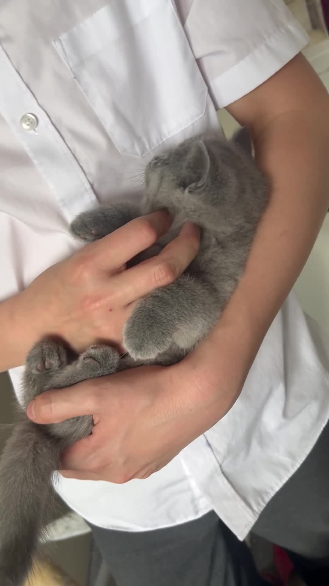 British Shorthair cats for sale: Registered Ready to go SOON British Shorthair  - Video 1