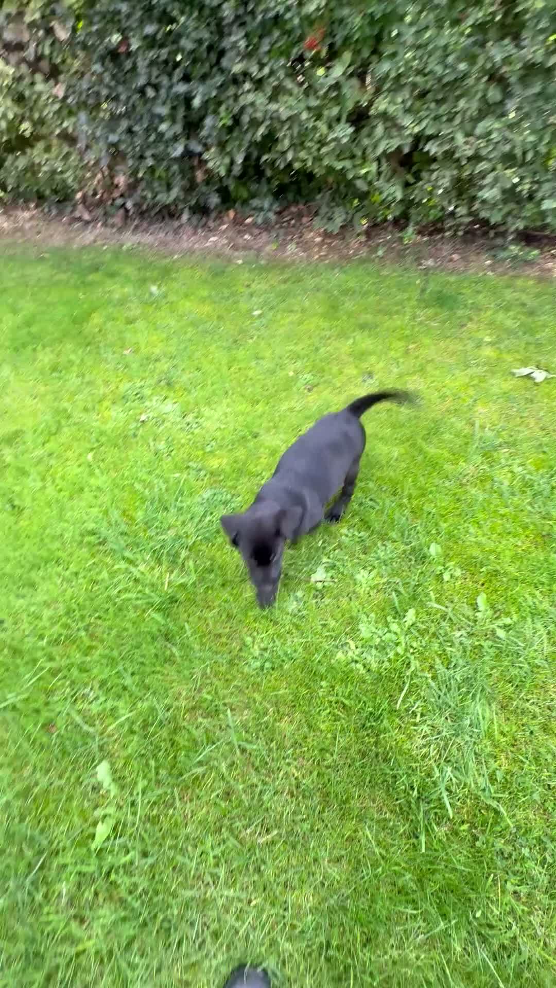 Labrador Retriever dogs for sale: Beautiful Labrador puppies - Video 2