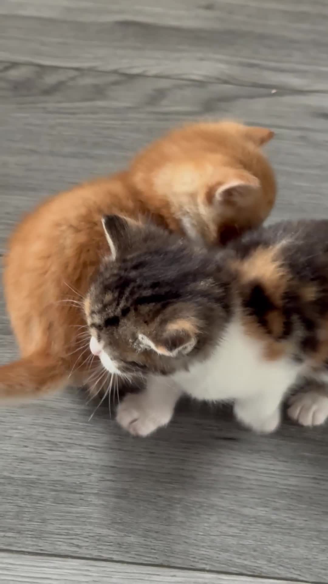 Bengal cats for sale: Beautiful bengal kittens - Video 1