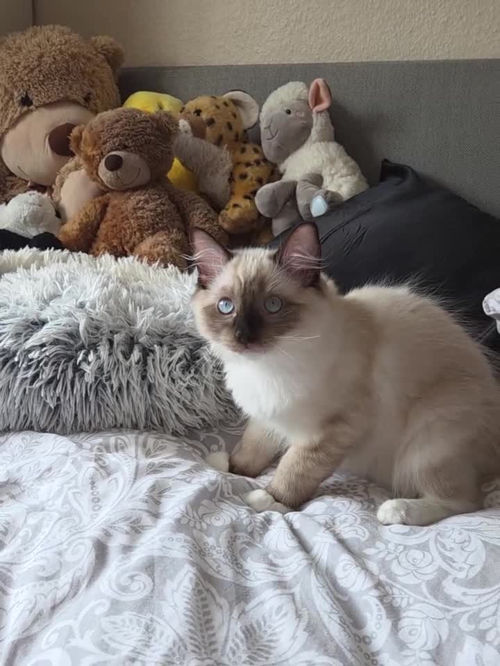 Ragdoll cats for sale: Fluffy ragdoll boy - Video 1