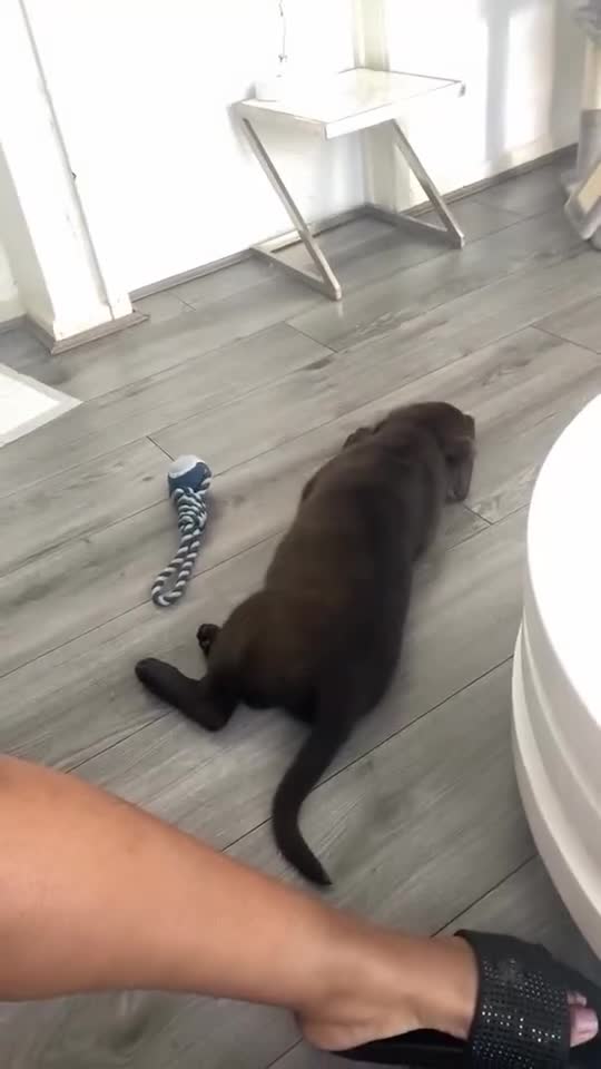 Mixed Breed dogs for sale: Mixed Breed Lab x Staffy Puppy - Video 1