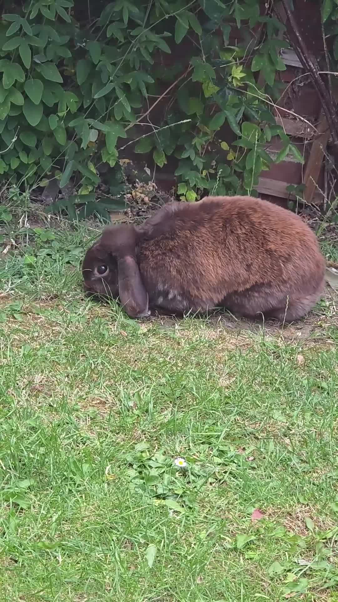 Mini Lop rabbits for sale: Brindle mini lop female  in Stowmarket - Video 3