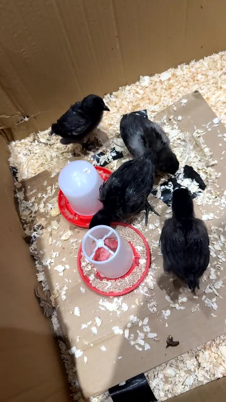 Chickens poultry for sale: Rare Purebred baby ayam cemanis for sale - Video 1