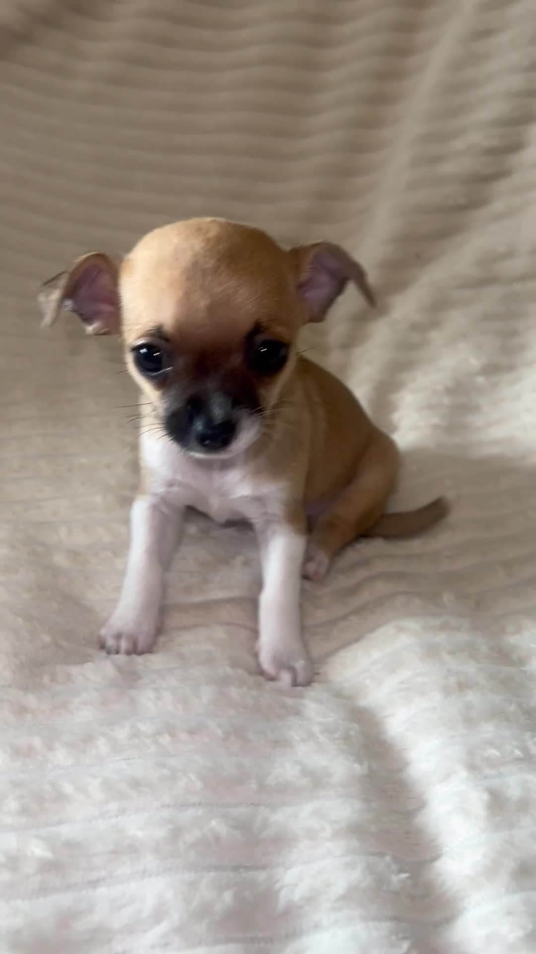 Chihuahua dogs for sale: Chihuahua puppies girls and boys - Video 5