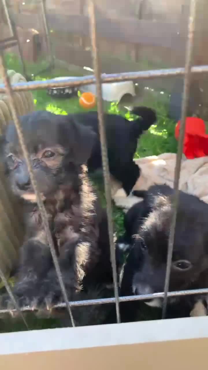 Mixed Breed dogs for sale: Whippet cross toy poodle   - Video 3