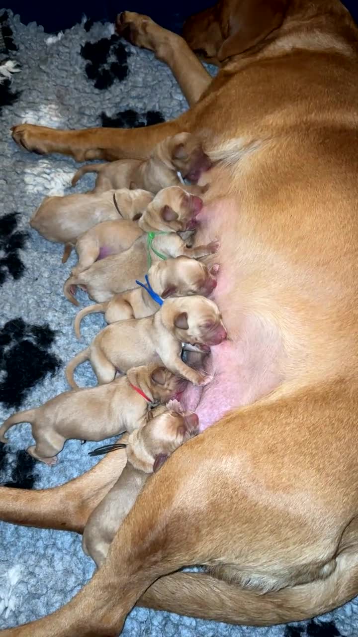 Labrador Retriever dogs for sale: Two beautiful fox red Labrador puppies  - Video 2