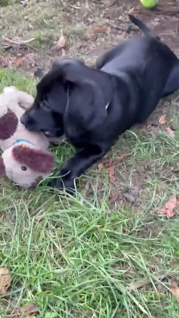 Labrador Retriever dogs for sale: Black female - Video 1