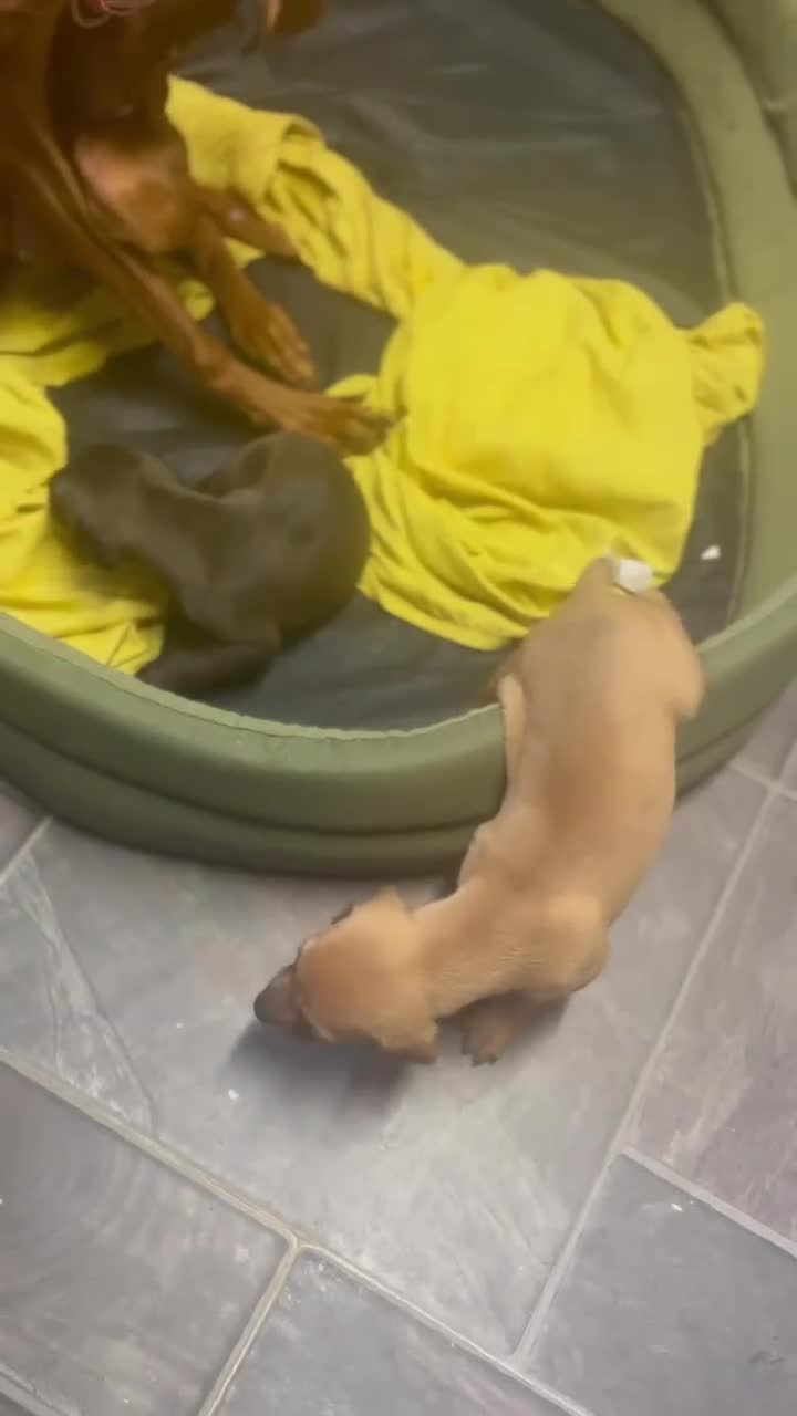 Mixed Breed dogs for sale: Stunning Lurcher pups for sale - Video 1