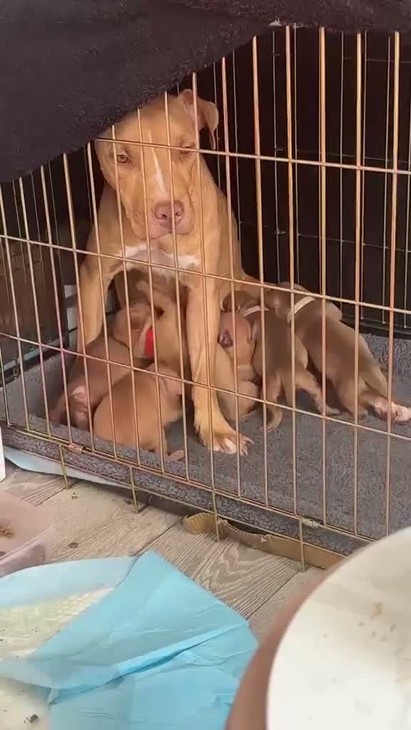 American Bull Staffy dogs for sale: Staff mixed beautiful dogs  - Video 4