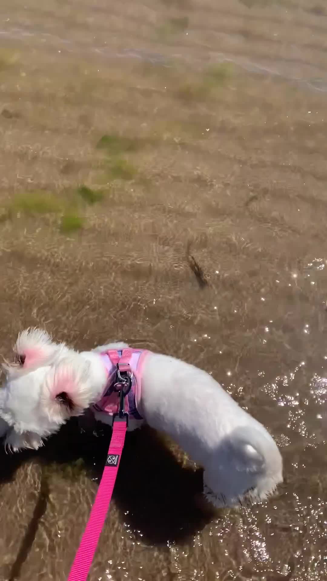 Havanese dogs for sale: Havanese Female in Leeds - Video 1