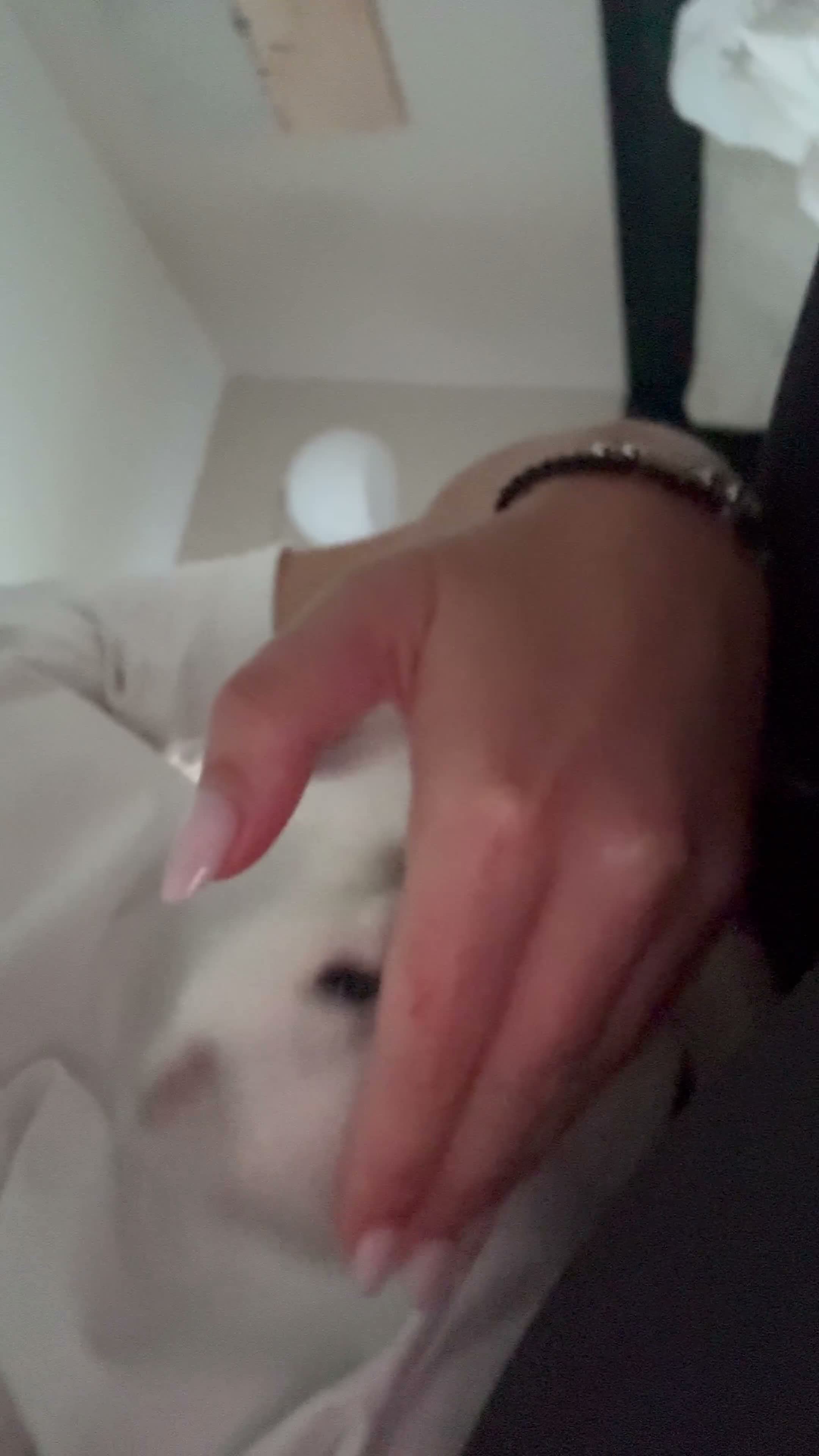 British Shorthair cats for sale: Fluffy British Shorthair & Fold Kittens 🐈‍⬛  - Video 2
