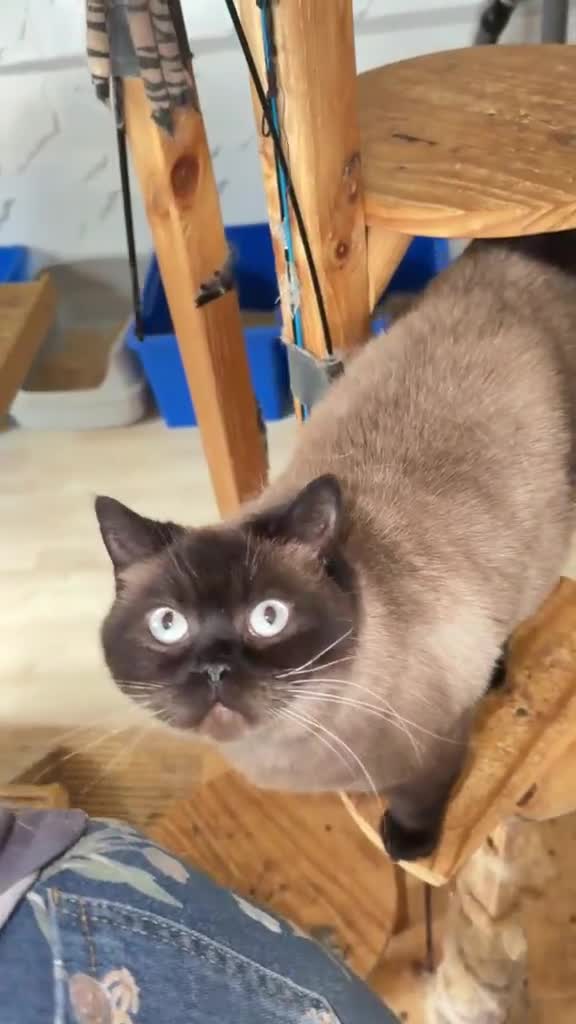 British Shorthair cats for sale: Beautiful colour point looking for forever home  - Video 2