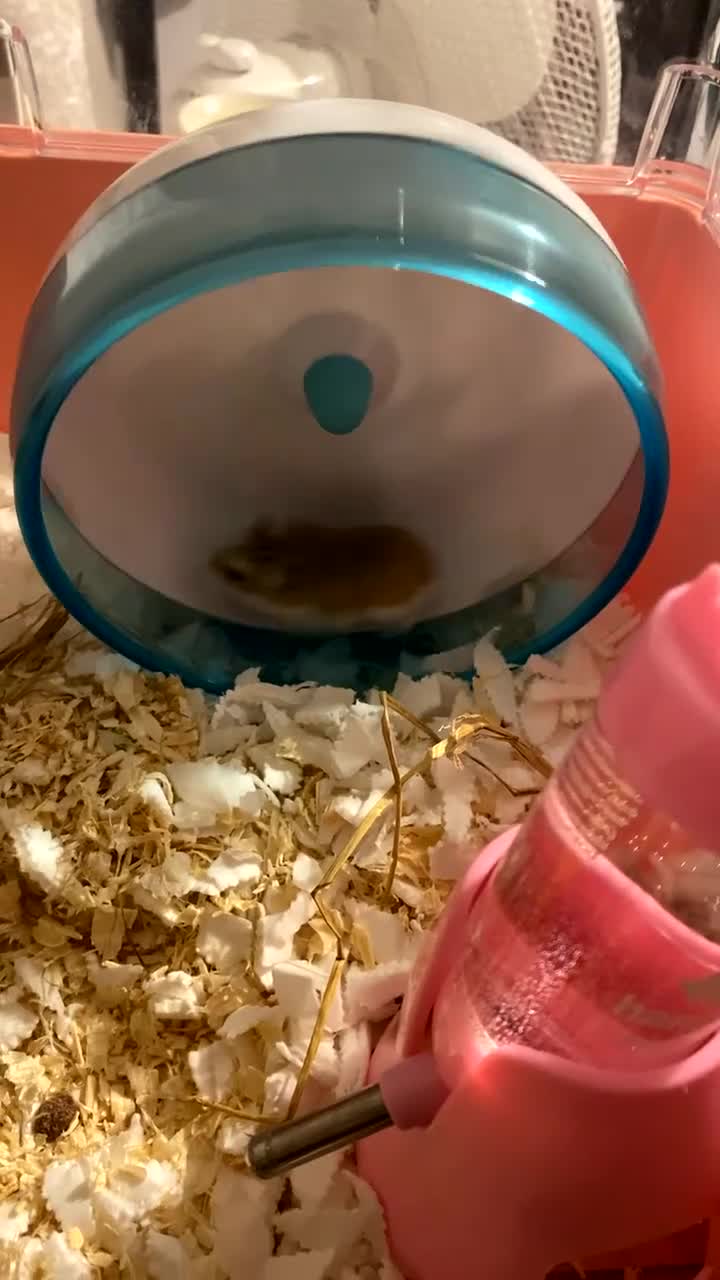 Hamster rodents for sale: Roborovski dwarf hamster looking for forever home! in Boston - Video 2