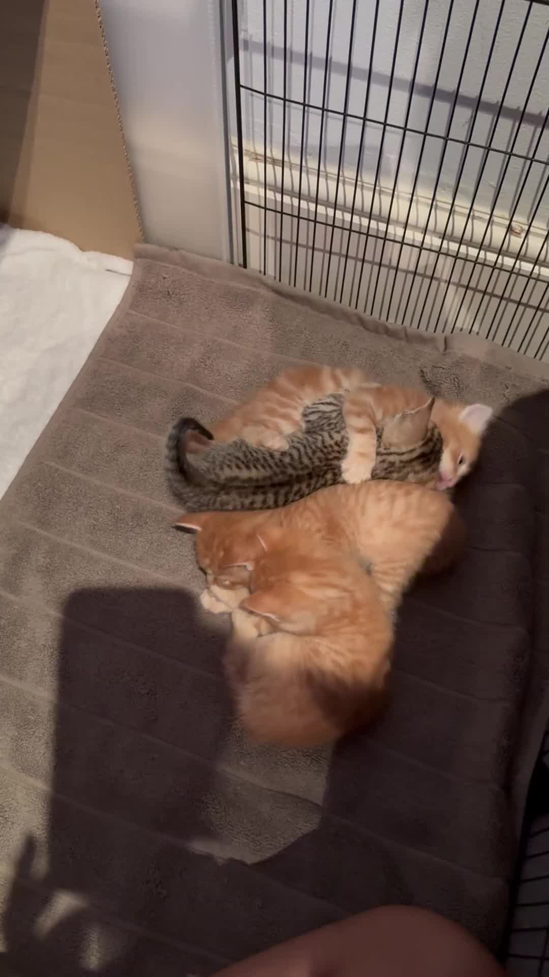 Egyptian Mau cats for sale: Adorable Egyptian Mau/Tabby/Bengal kittens  - Video 1