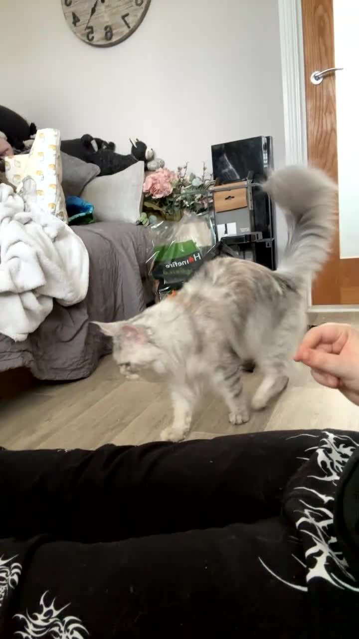 Maine Coon cats for sale: TICA REGISTERED FEMALE MAINE COON in Colchester - Video 1