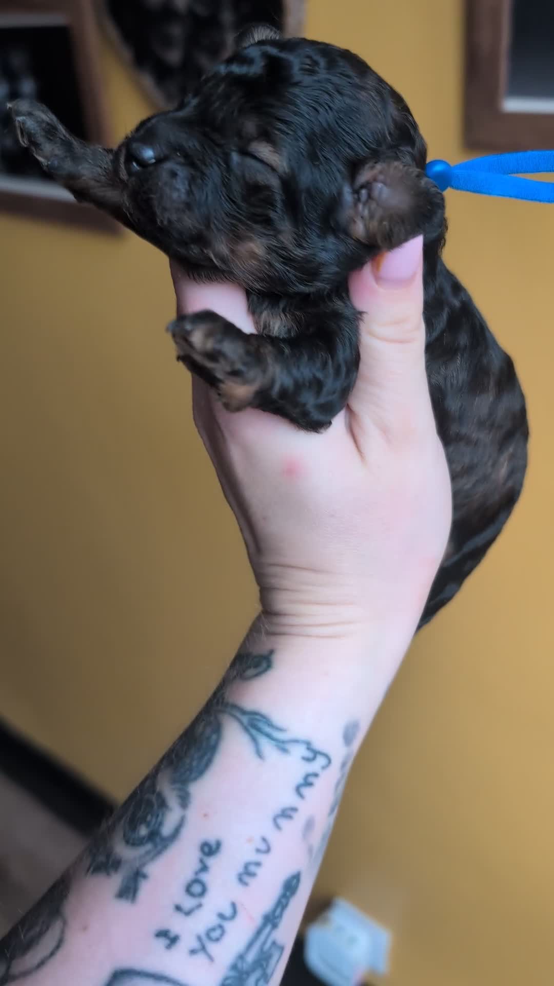 Toy Poodle dogs for sale: Sable/augoti toy poodle  - Video 1