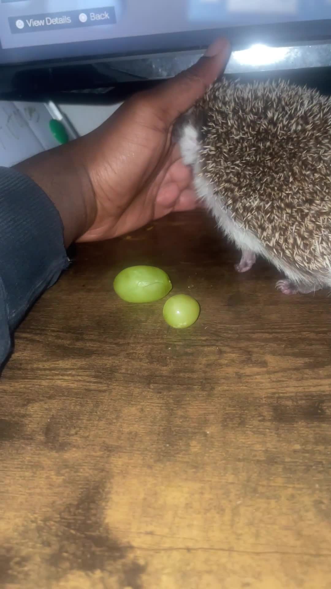 Pygmy Hedgehog rodents for sale: African pigmy hedgehog for sale  - Video 1