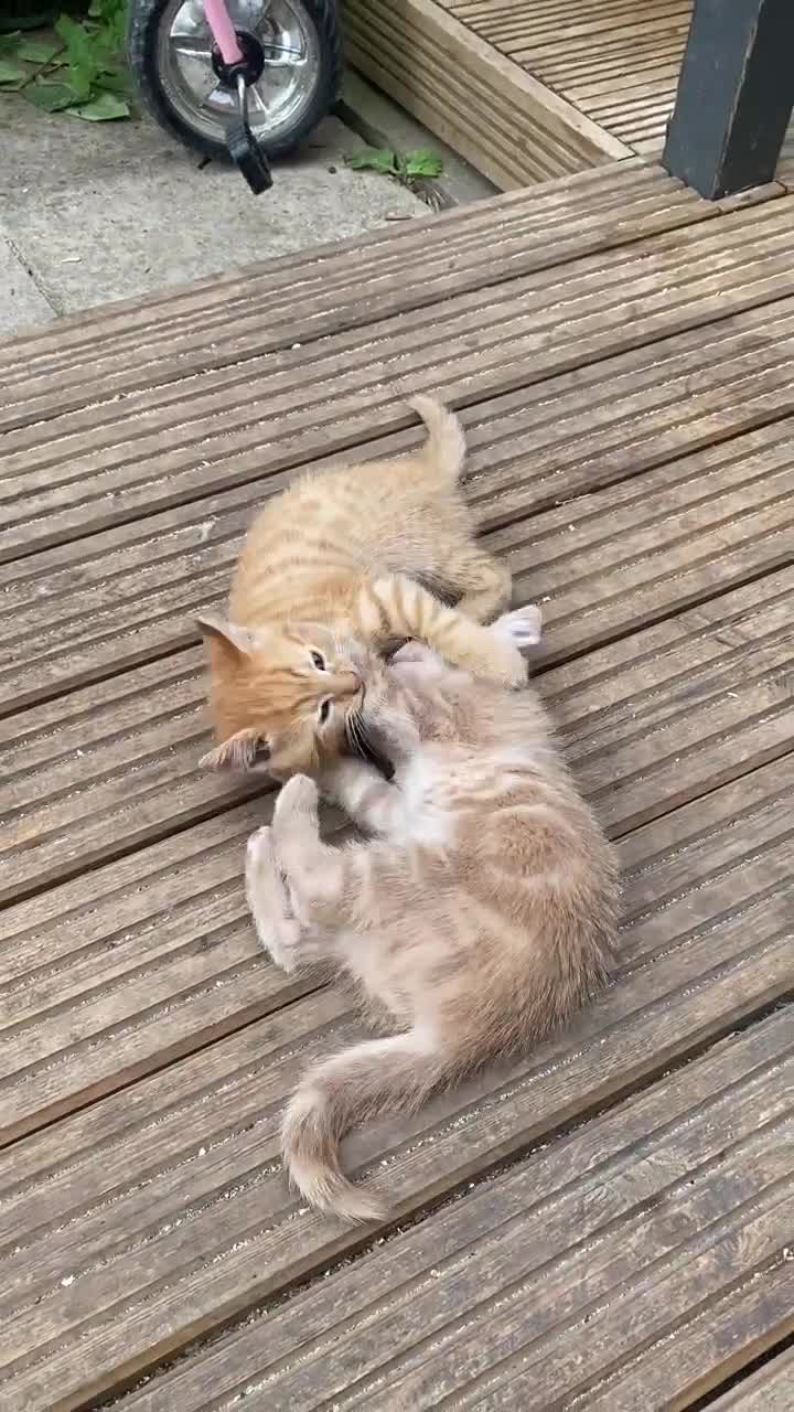 Mixed Breed cats for sale: 3 kittens for sale ready now - Video 2