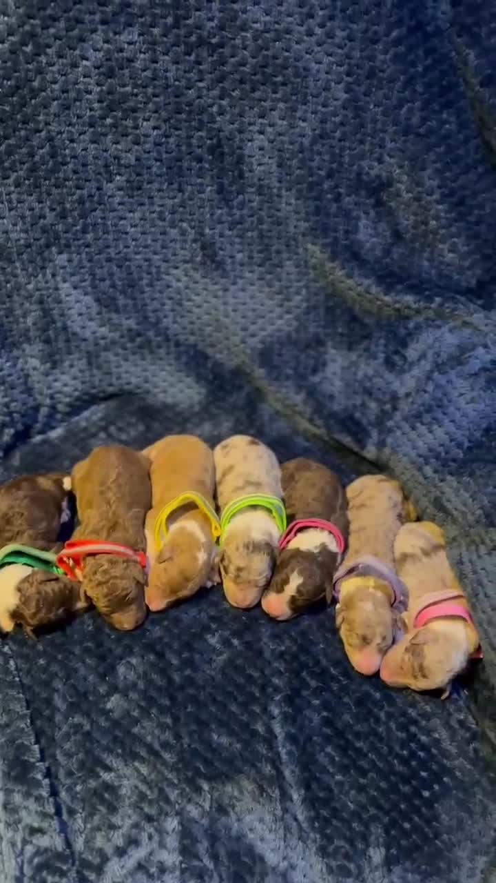 Bordoodle dogs for sale: Bordoodle boys and girls  - Video 1