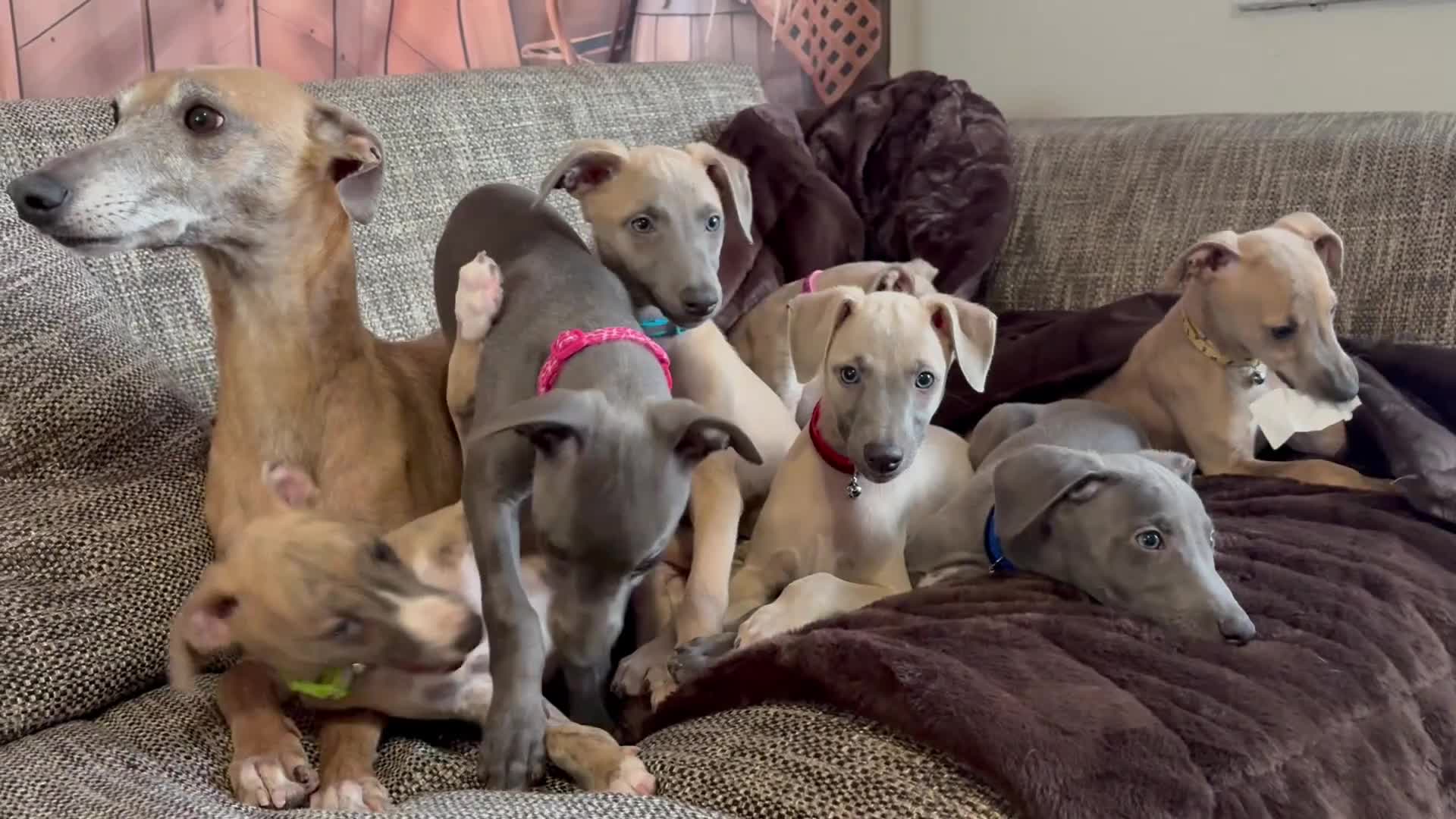 Whippet dogs for sale: Beautiful KC Registered Whippets  - Video 1