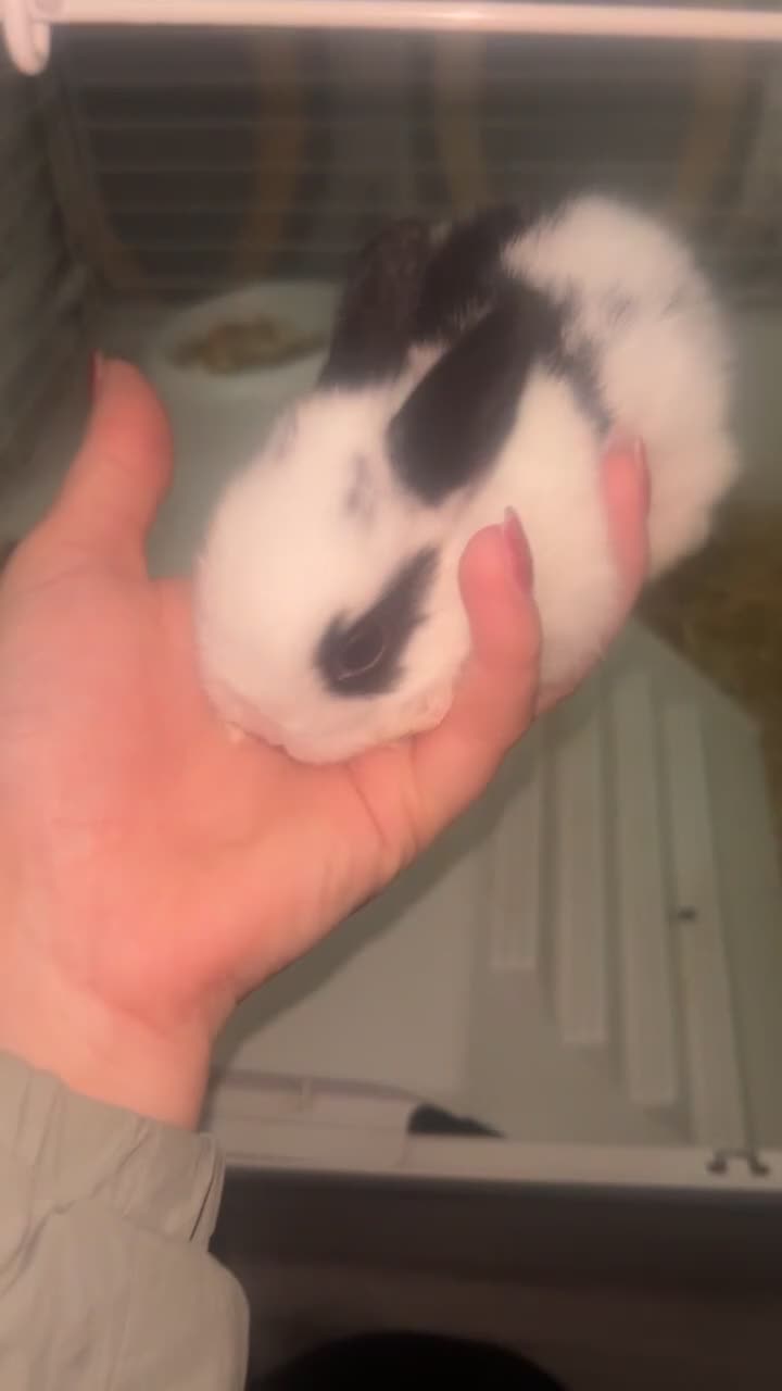 Mixed Breed rabbits for sale: One male one female rabbit  in Wirral - Video 1