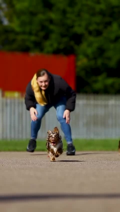 Dachshund dogs for stud: Dapple chocolate tan  in Bedford - Video 5