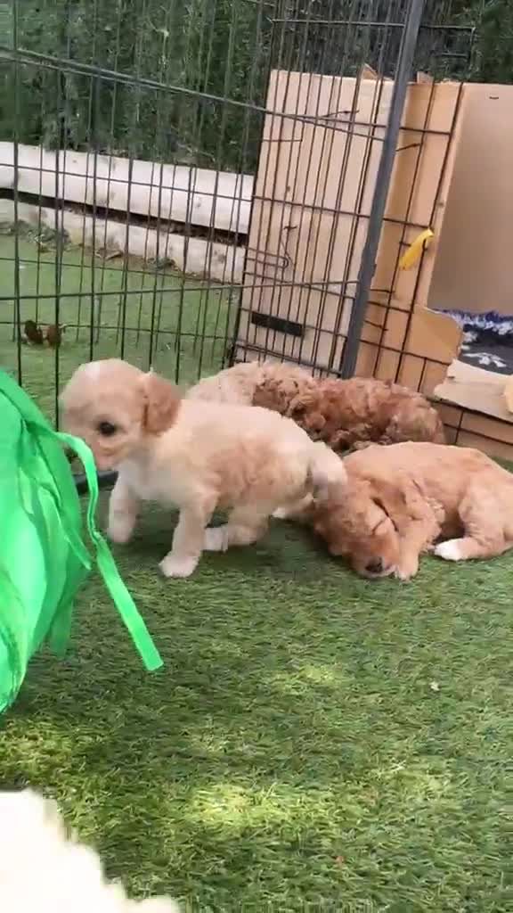Cavapoochon dogs for sale:  Extensively health-tested parents 💫 - Video 1