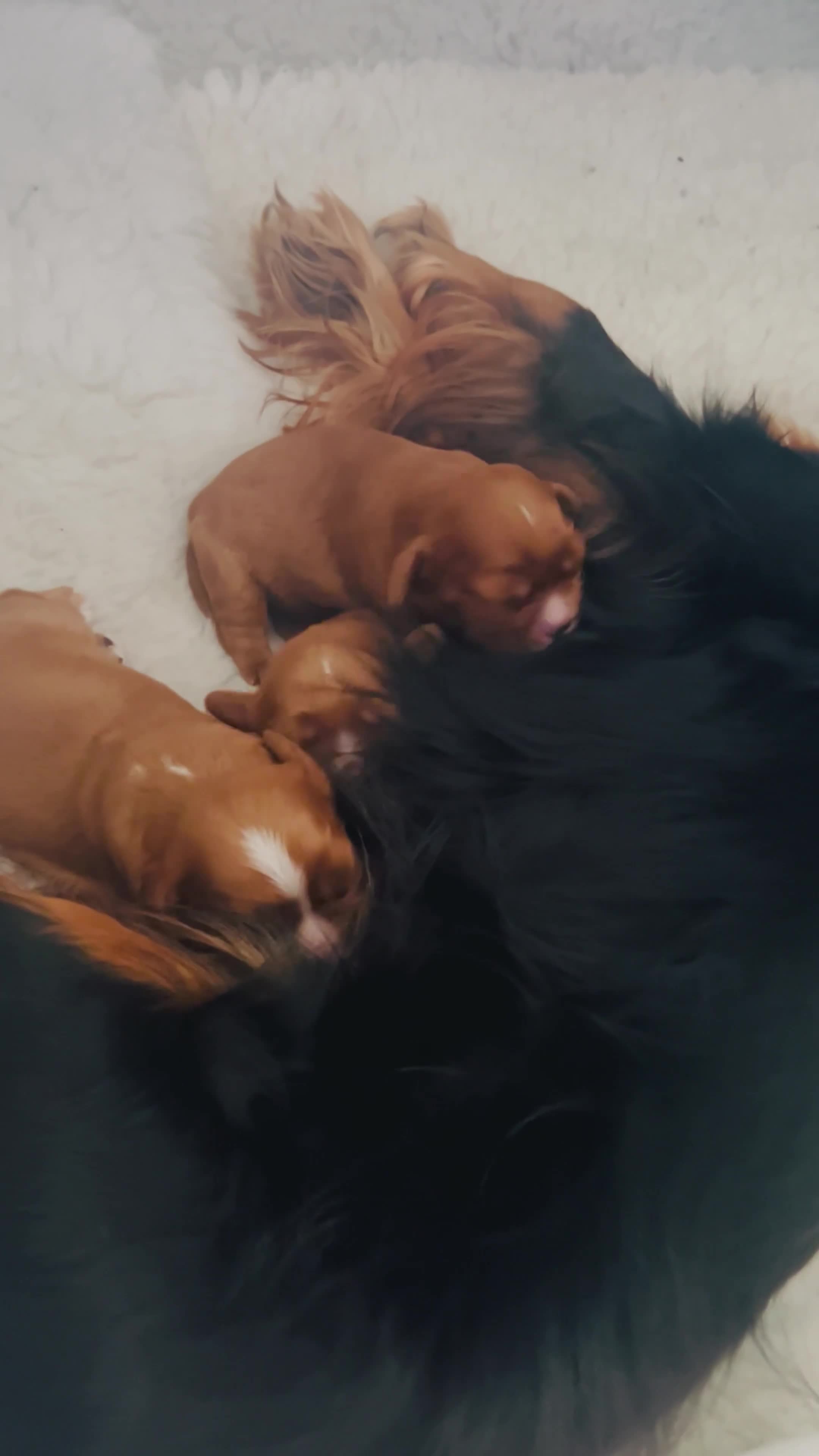 Cavalier King Charles Spaniel dogs for sale:  KC registered Ruby puppies - Video 1