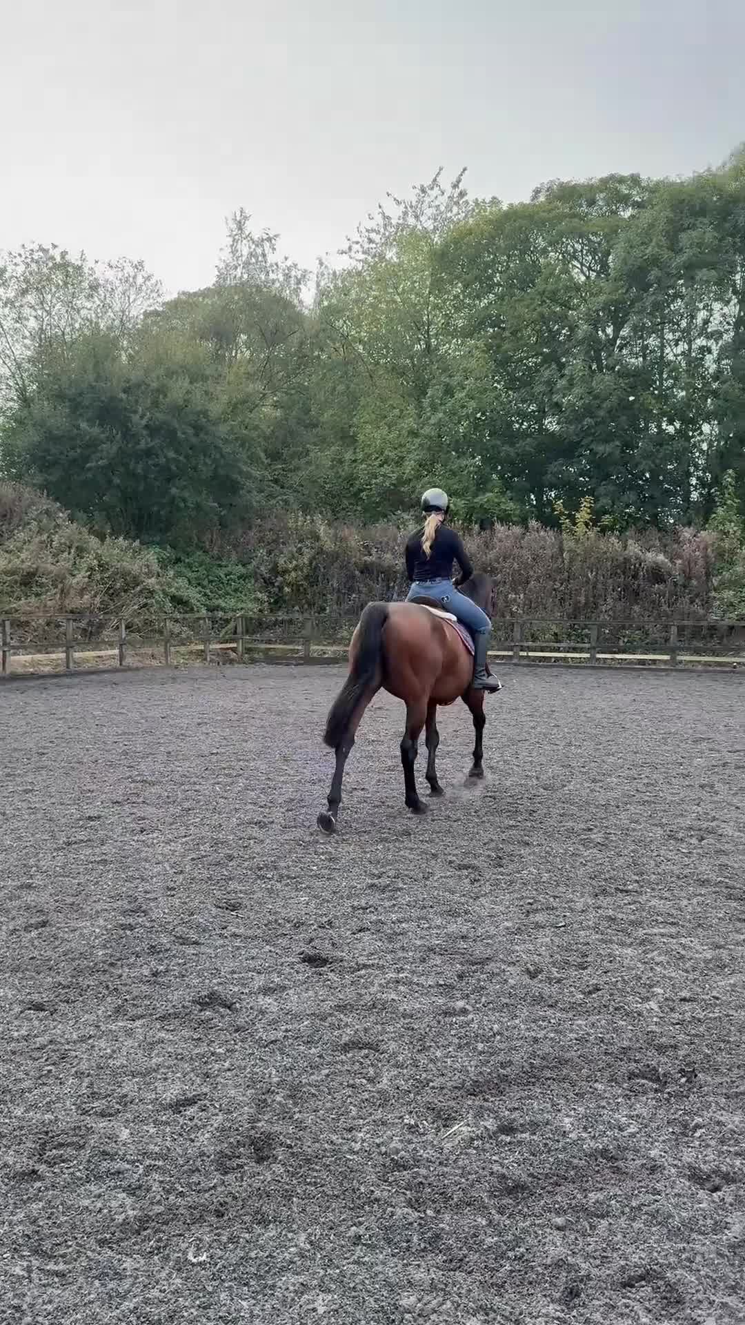 English Thoroughbred horses for sale: Very sad sale , roscoe 16hh bay gelding  - Video 1