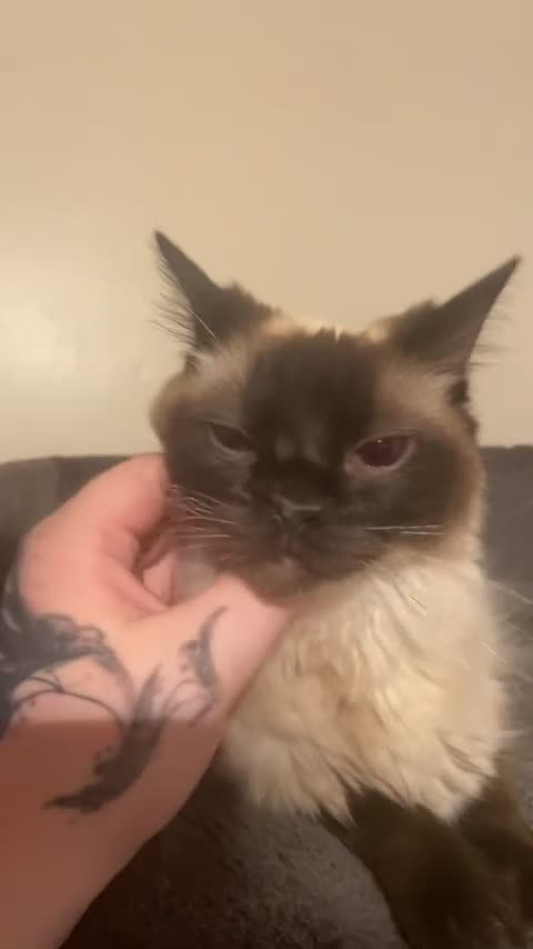 Ragdoll cats for sale: Ragdoll Missy - Video 1