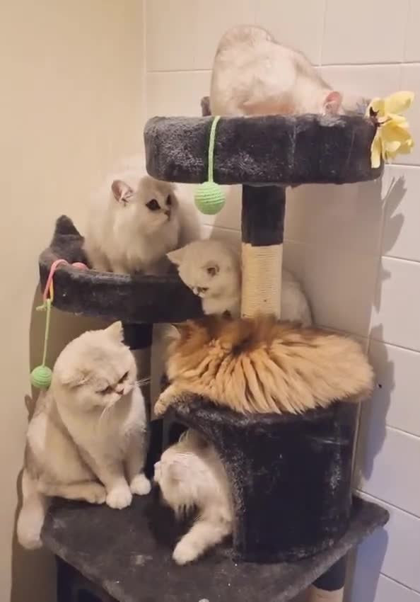 British Shorthair cats for stud: ❤ British ShortHair Active Stud ❤ Champion ❤ in Doncaster - Video 1