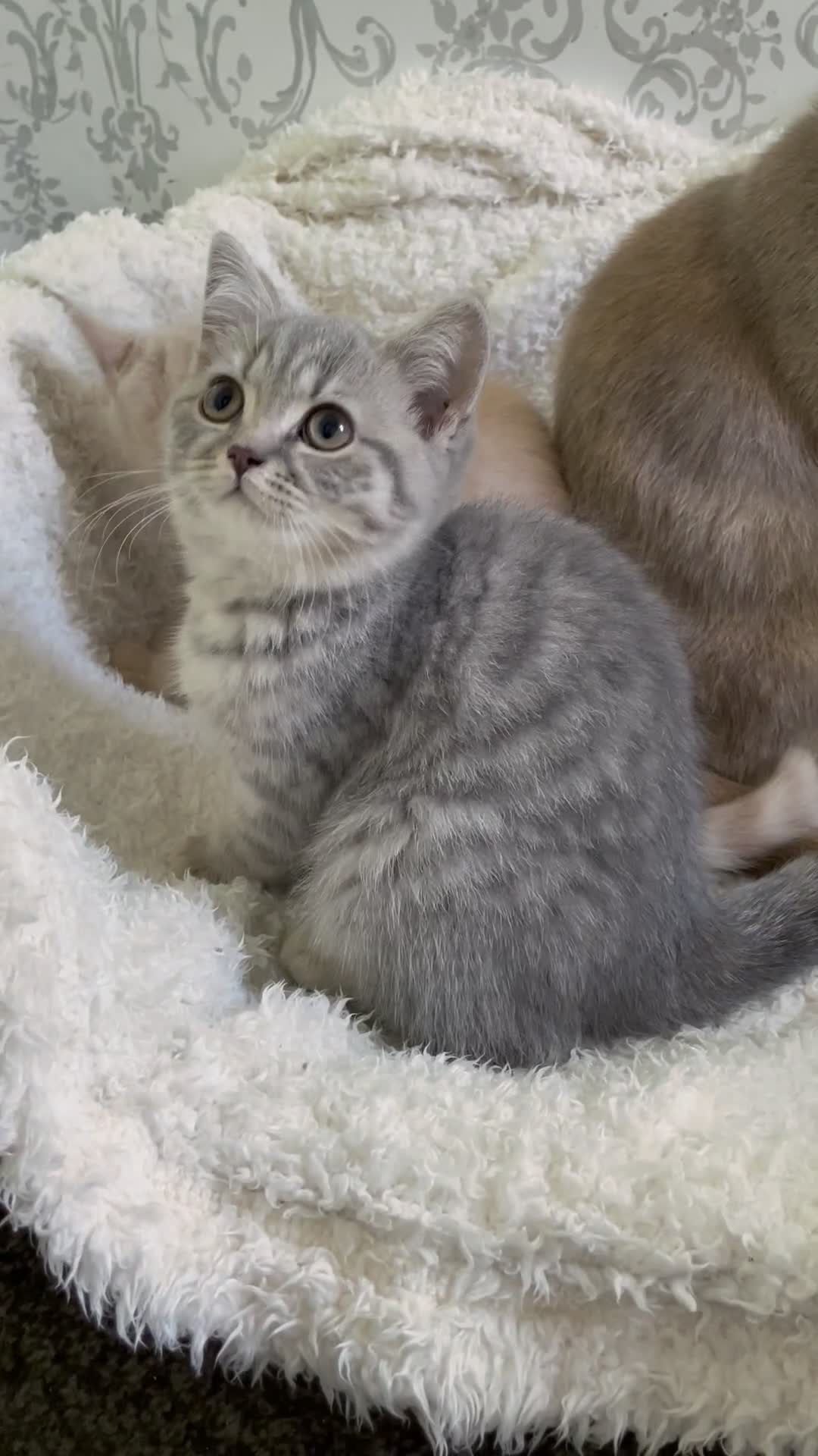 British Shorthair cats for sale: 🩷 READY TO LEAVE NOW British Shorthair Kittens 💙 - Video 1