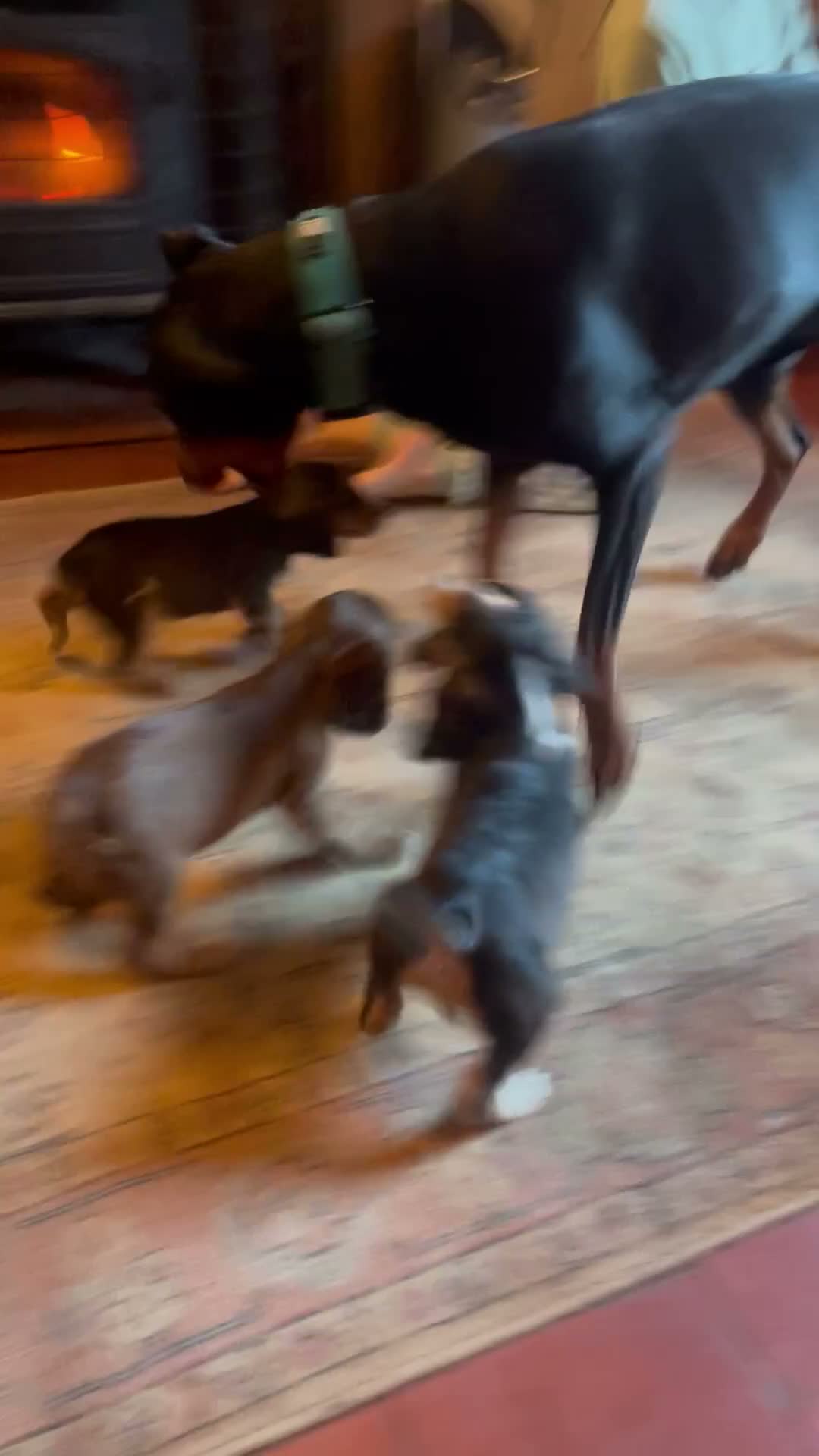 Cocker Spaniel dogs for sale: Cocker spaniel puppies - Video 1