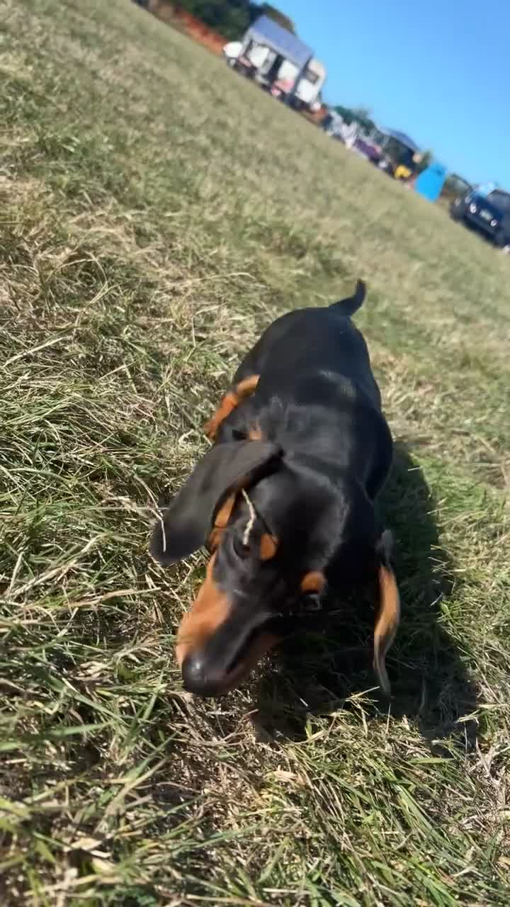 Dachshund dogs for sale: Female dachshund puppy  - Video 2