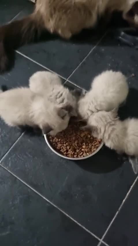 Ragdoll cats for sale: Ragdoll kittens - Video 1