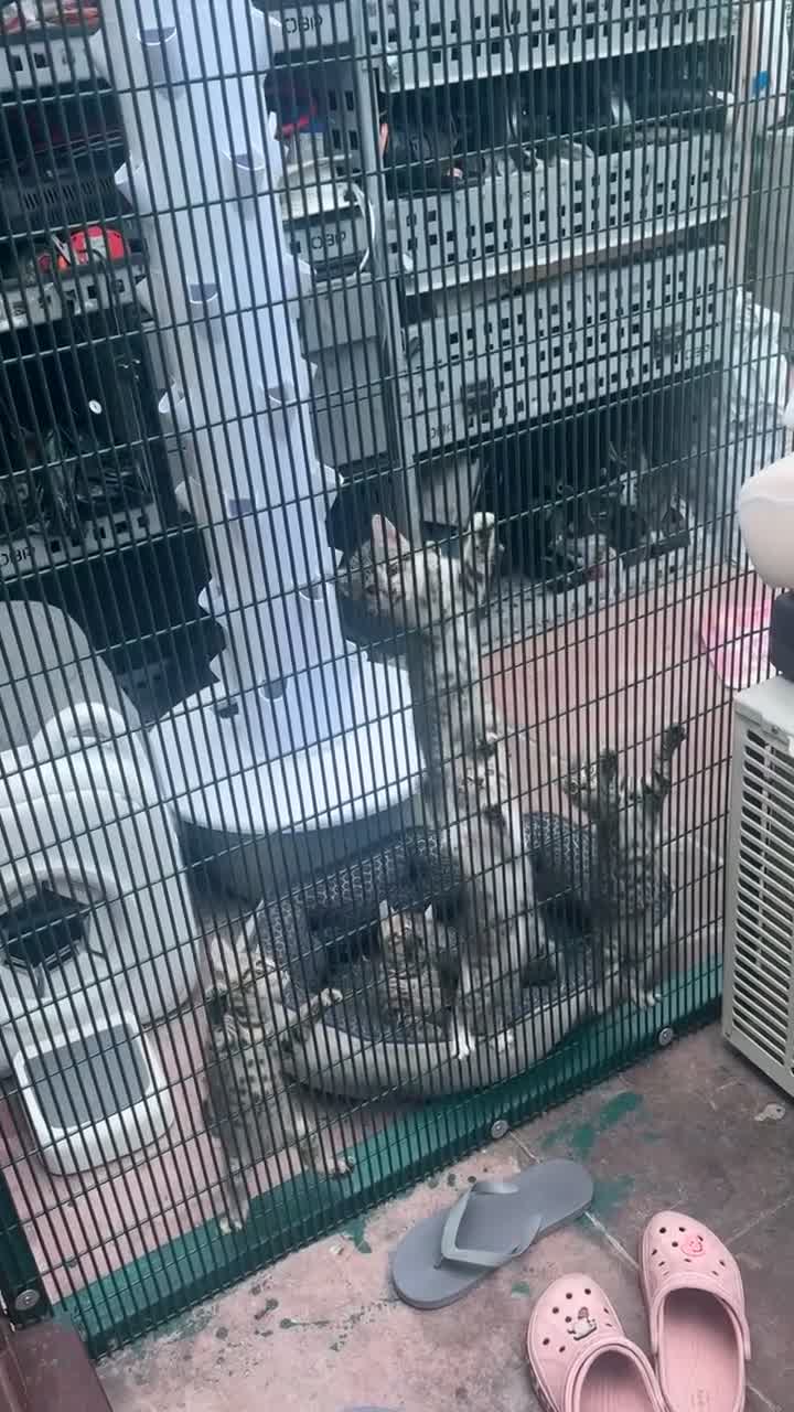 Mixed Breed cats for sale: Mix bengals kittens for sale in Liverpool - Video 4
