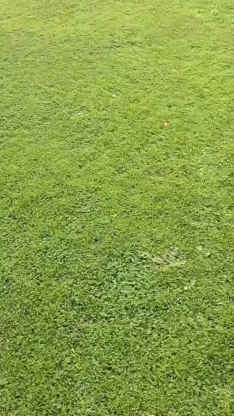 Cocker Spaniel dogs for sale: Cocker Spaniel puppies for sales - Video 3