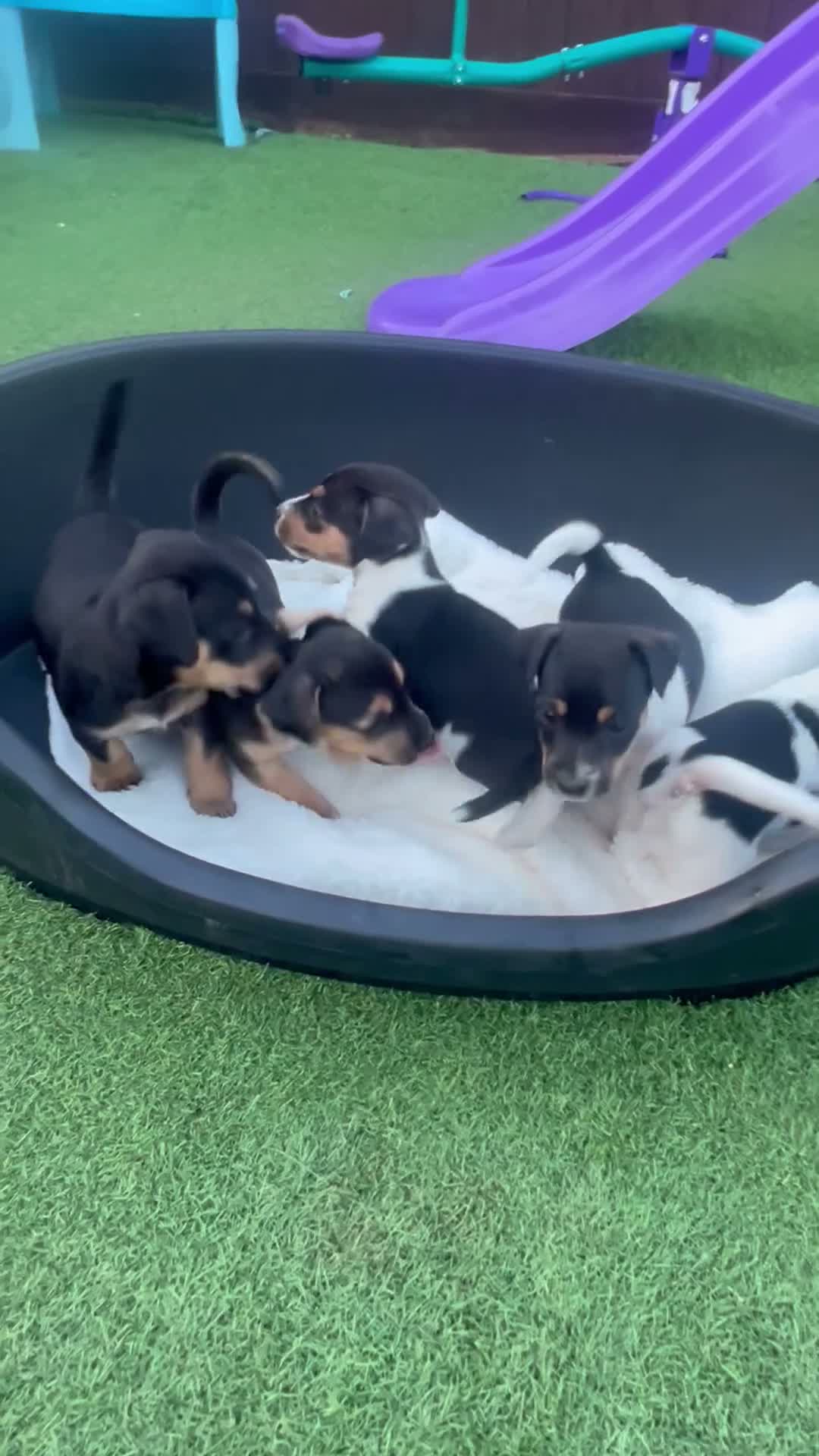 Jack Russell dogs for sale: Jack Russell puppies in Sandy - Video 1