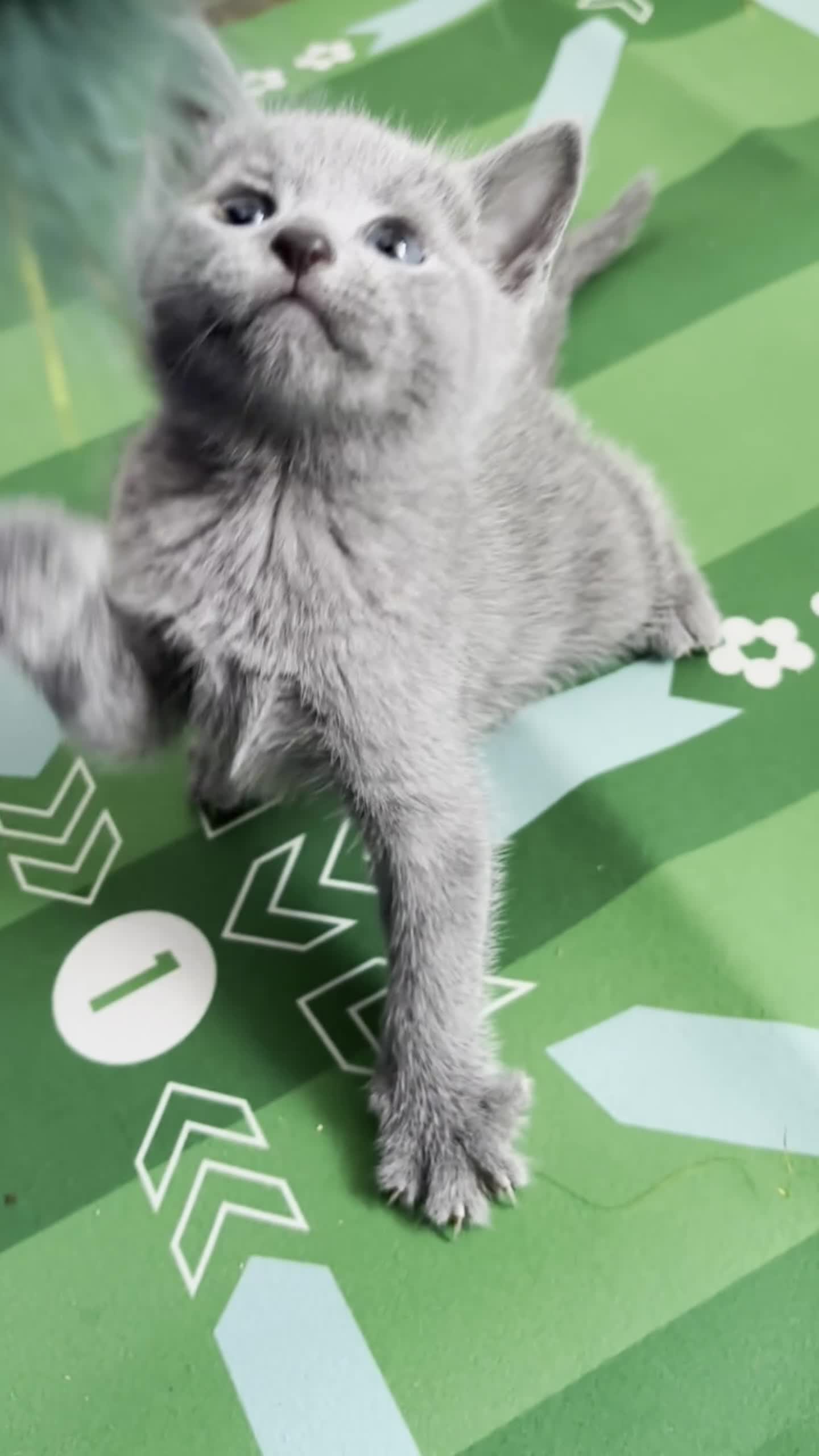 Russian Blue cats for sale: PURE PEDIGREE RUSSIAN BLUE KITTENS INSTAGRAM STARS - Video 1