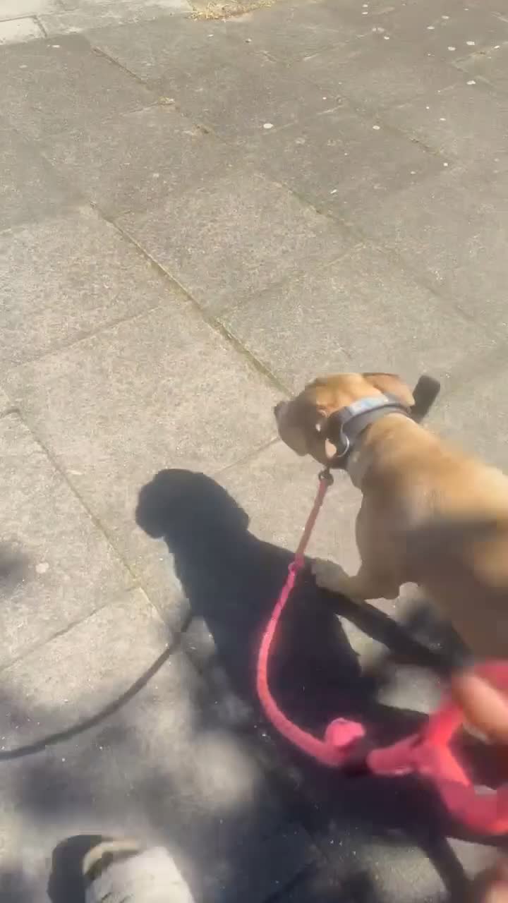 Mixed Breed dogs for sale: Milly looking for new home  - Video 1