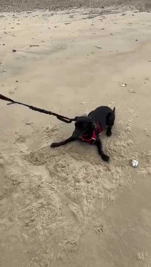 Mixed Breed dogs for adoption:  Flora ♥️  in Bognor Regis - Video 4