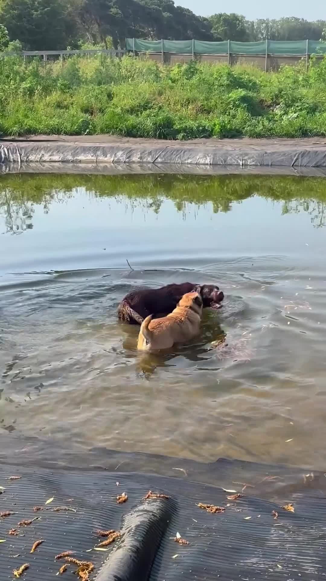 Labrador Retriever dogs for sale: Chocolate Labrador for rehoming - Video 1