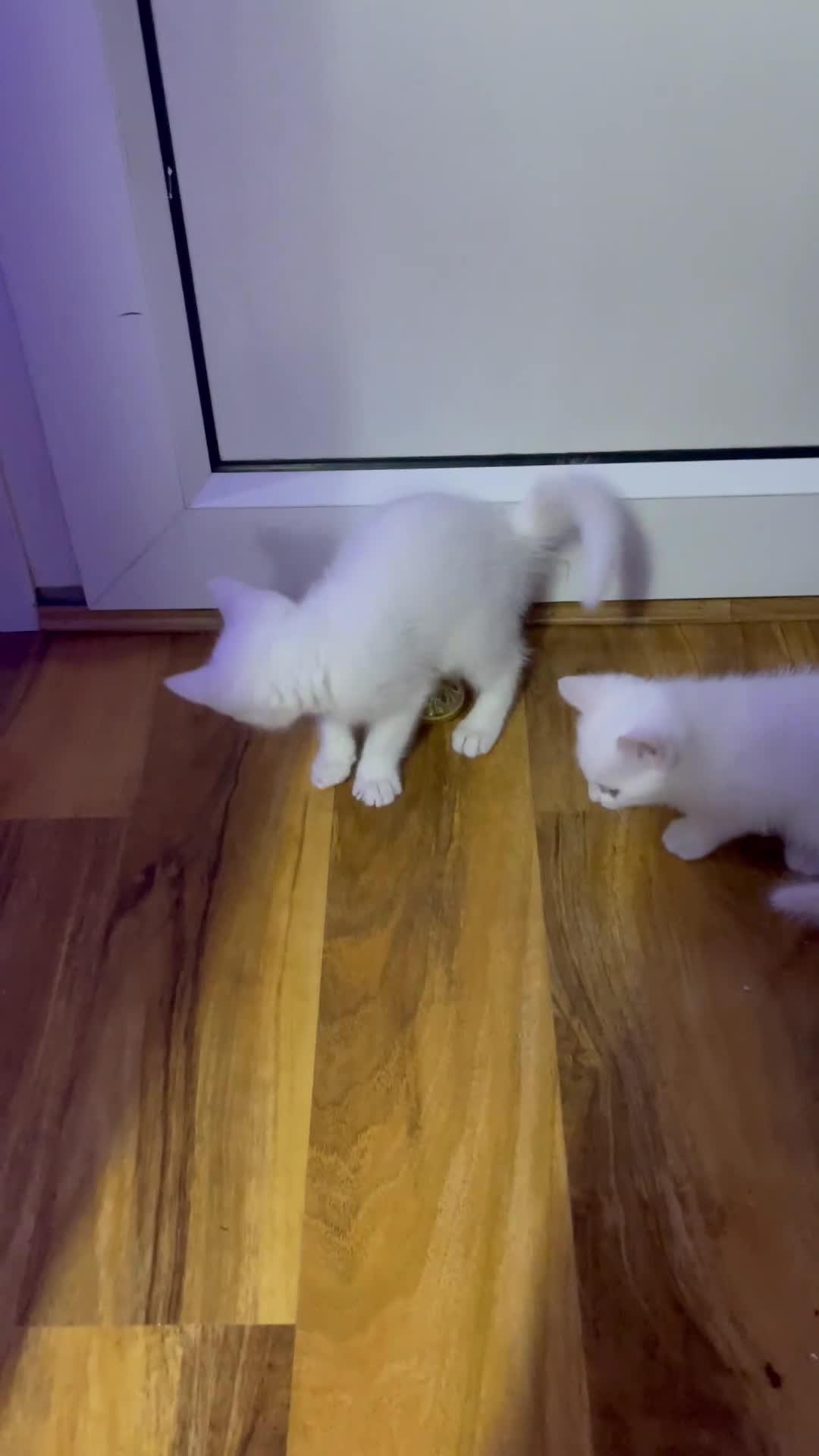 Mixed Breed cats for sale: Xxxxx - Video 1