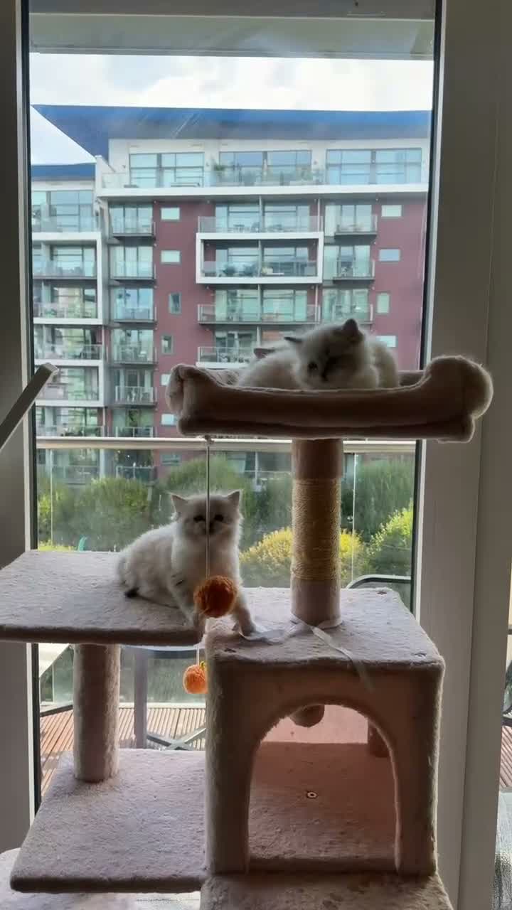 Ragdoll cats for sale: Last female pure ragdoll  - Video 5