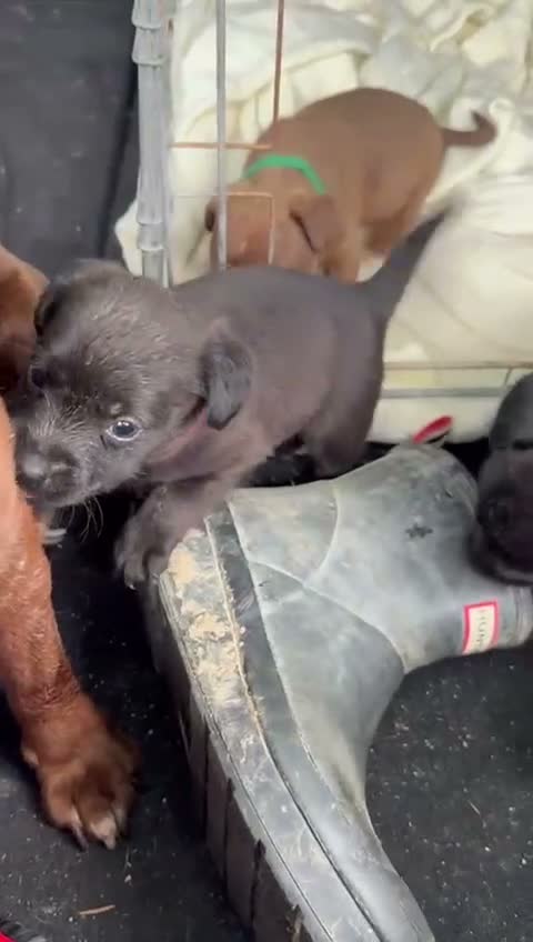 Patterdale Terrier dogs for sale: Full Patterdale  - Video 1