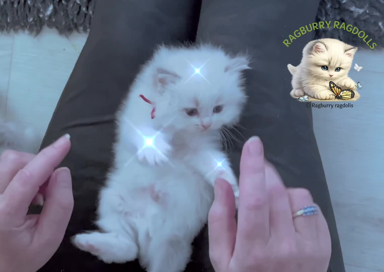 Ragdoll cats for sale: Blue Tabby mitted  - Video 1