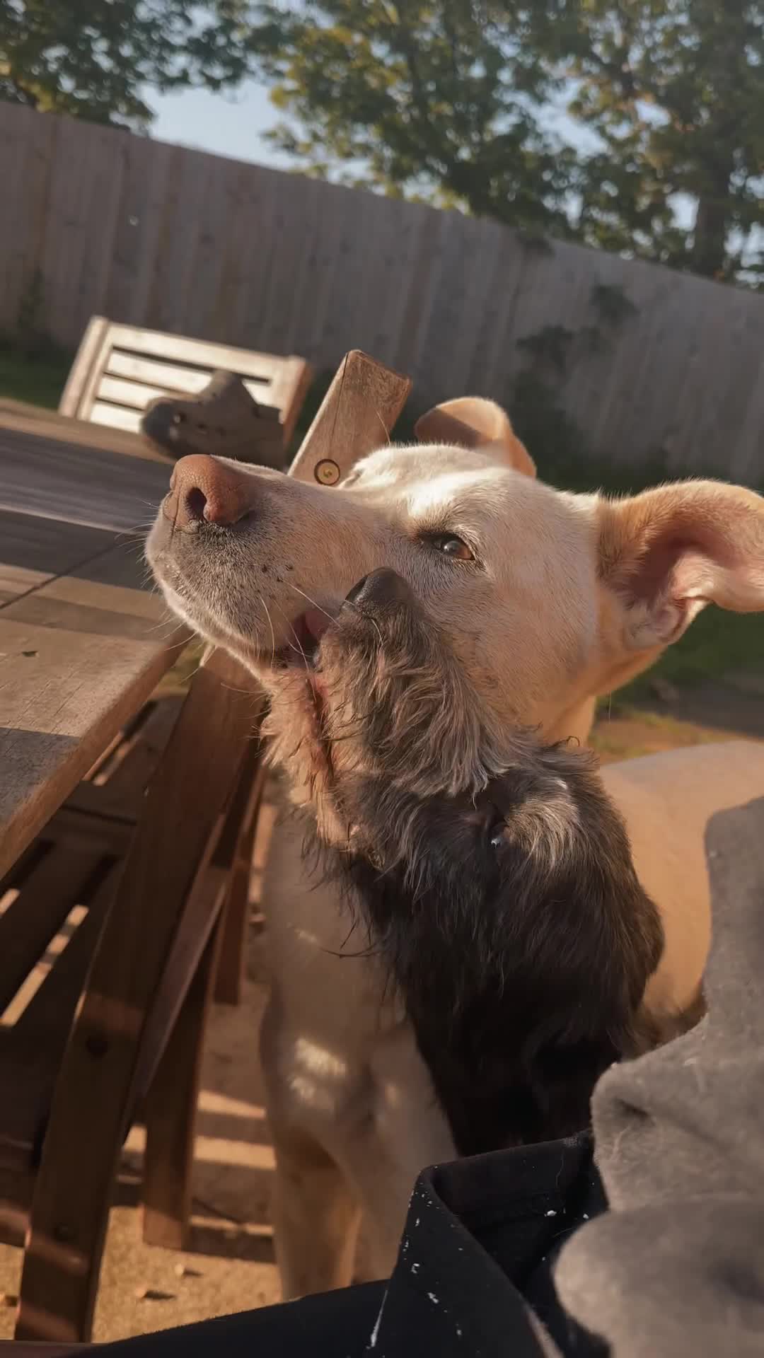 Mixed Breed dogs for sale: Ozzy is looking for his forever home - Video 1